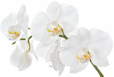 Bijela orhideja (ekstrakt)